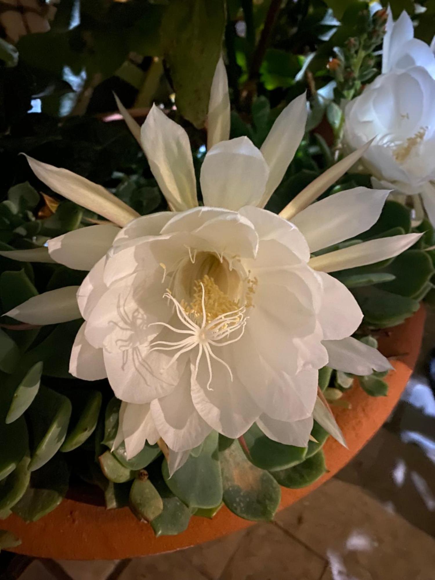 Villa Angelina - Casa Glicine 발레크로시아 외부 사진
